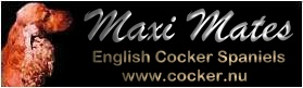Maxi Mates English Cocker Spaniels